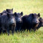 A group of wild boars running in Europe, where the pigs have caused challenges with disease spread. (iStock/Getty Images)