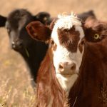 AUDIO: Beware of the ear tag hoarders