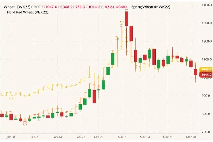 CBOT May 2022 wheat (candlesticks) with MGEX May 2022 spring wheat (yellow OHLC) and K.C. May 2022 hard red wheat (orange OHLC). (Barchart)
