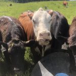 Cows getting their fill of minerals. Mixing untreated legume seeds into loose minerals is one way to reseed pastures.