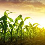 An increase in Brazilian corn production will likely offset a large portion of the shortfall in Ukrainian corn exports.