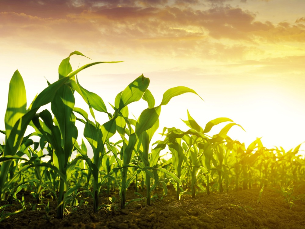 An increase in Brazilian corn production will likely offset a large portion of the shortfall in Ukrainian corn exports.