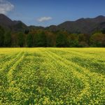 File photo of a rapeseed field in Iwate prefecture in northeastern Honshu, Japan. (Nattya3714/iStock.Getty Images)