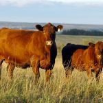 Canadian Red Angus Society wants your stories