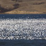 File photo of a flock of snow geese on Buffalo Pound Lake in south-central Saskatchewan. (Bobloblaw/iStock/Getty Images)