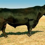 Canadian Angus Association studies bull fertility