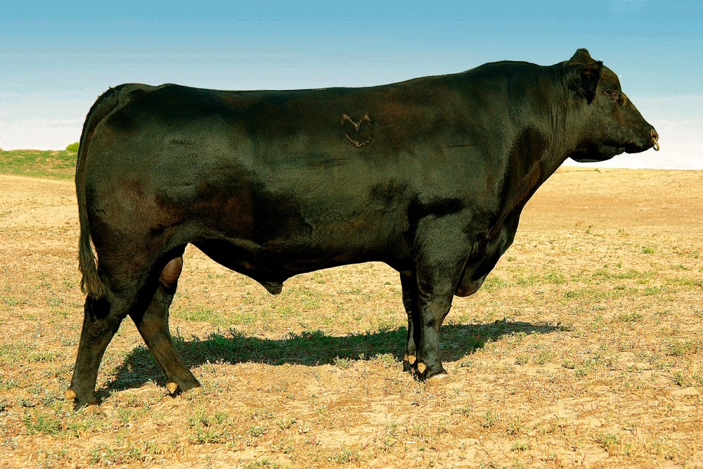 Canadian Angus Association studies bull fertility