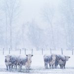 The winter snowpack can contribute a significant amount of moisture to forages and other crops the next growing season, but getting a good estimate of how much moisture is in that snow takes a little work.