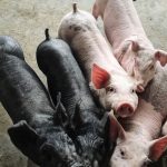 File photo of piglets at a hog operation in China. (KuLouKu/iStock/Getty Images)