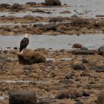 File photo of a bald eagle at Churchill on Hudson Bay in northeastern Manitoba. (Enrico Pescantini/iStock/Getty Images)