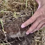 Covering bare ground builds soil thatch.