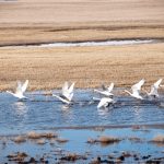 File photo of a small flock of tundra swans taking off from a grain field in early spring. (WWing/iStock/Getty Images)