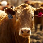 Fed cattle exports on the rise, high feed costs weigh on feeder market