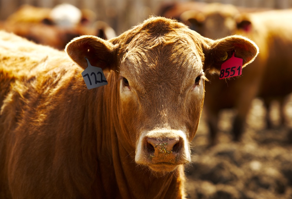 Fed cattle exports on the rise, high feed costs weigh on feeder market