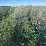 Seeding cicer milkvetch and meadow bromegrass in alternate rows tended to have higher yield, more cicer milkvetch in the harvested forage and lower fibre content than mixed rows.