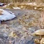 Spring runoff on April 27, 2022 at the Pembina Escarpment near Miami, Man., about 40 km northwest of Winkler. (Manitoba Co-operator/Allan Dawson video screengrab)