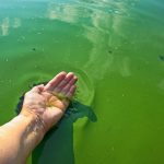 blue green algae