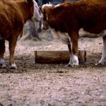 Thanks to the efforts of research scientists, modelling cattle performance has come a long way.