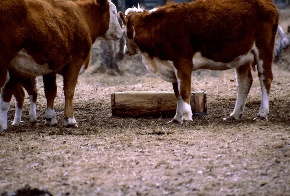 Thanks to the efforts of research scientists, modelling cattle performance has come a long way.