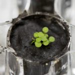 The plant species Arabidopsis thaliana is seen sprouting at a University of Florida laboratory in a small amount of lunar regolith — soil from the moon — on May 5, 2021. (Photo: Tyler Jones, UF/IFAS Lunar Plants Research Documentation/Handout via Reuters)
