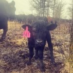 A calf wades through mud as Manitoba faces heavy rain.