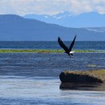 A low-flying bald eagle off the shore of Vancouver Island’s Comox Valley. (SkyF/iStock/Getty Images)