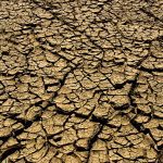 Drought will be the principal determinant of the general cattle industry in 2022.