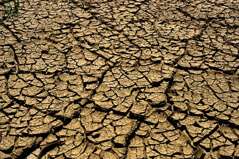 Drought will be the principal determinant of the general cattle industry in 2022.