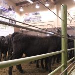 Yearlings in the ring during the Canadian Livestock Auctioneering Championship at Northern Livestock Sales, Lloydminster, Sask.
