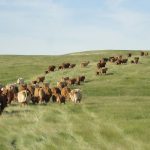 Term conservation easements allow cattle producers to renegotiate the easement with each new generation who takes over the land.