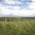 Grasslands National Park. Conservation easements protect Saskatchewan’s native grasslands. However, many producers are hesitant to agree to perpetual easements.