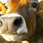 The role that the rumen plays in digestion is an area the cattle industry can make advances in to help reduce greenhouse gas emissions.