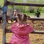 Riley Bloom watches adults work with cattle from a safe distance.
According to Canadian Agriculture Safety Organization (CASA), having designated “safe spaces” helps keep kids safe on the ranch.