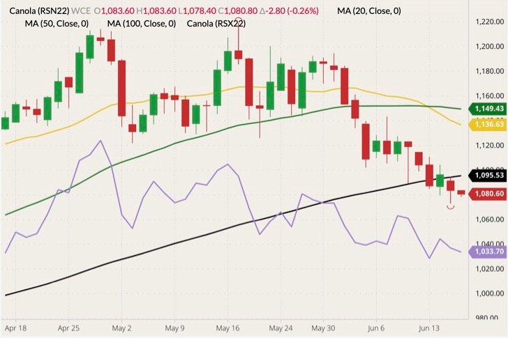ICE July 2022 canola (candlesticks) with 20-, 50- and 100-day movjng averages (yellow, green and black lines) and November 2022 canola (purple line). (Barchart)
