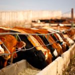 Domestic barley prices are likely to hold steady for now. Photo: Canada Beef Inc.