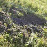 Damage in a hay field caused by wild pigs rooting.