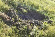 Damage in a hay field caused by wild pigs rooting.