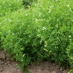 The executive director of Saskatchewan Pulse Growers anticipates a rise in seeded lentil acres this year, along with a decline in seeded dry pea acres. Photo: Thinkstock