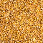 “There is still a pile of corn going into southern Alberta,” says one trader at Eagle Commodities Ltd. Photo: MaksymTopchyi/iStock/Getty Images