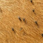 Ectoparasite help available for livestock