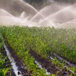 File photo of a maize crop under irrigation in South Africa. (Deldew/iStock/Getty Images)