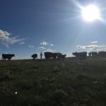 Jessica Grenke and her colleagues paired ranchers practicing AMP grazing with those who didn't and examined the effects on plant diversity.