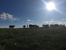 Jessica Grenke and her colleagues paired ranchers practicing AMP grazing with those who didn't and examined the effects on plant diversity.
