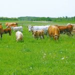 Mature cattle are most likely to experience a magnesium deficiency especially when grazing immature cool-season grasses and lush early growth.