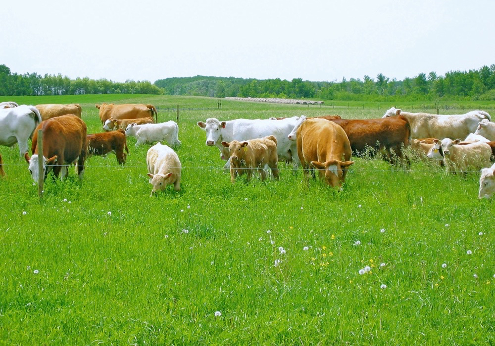 Mature cattle are most likely to experience a magnesium deficiency especially when grazing immature cool-season grasses and lush early growth.