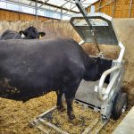 The BovineHub, a weigh scale from Ireland’s StrongBó Agritech in partnership with Dr. Marty Metzger at Dave Gardiner Farms, provides low-stress, accurate cattle weights using only the animal’s two front feet on the pad. The information links automatically to the RFID tag and assists in optimizing diet and increasing profit through timely cattle marketing.