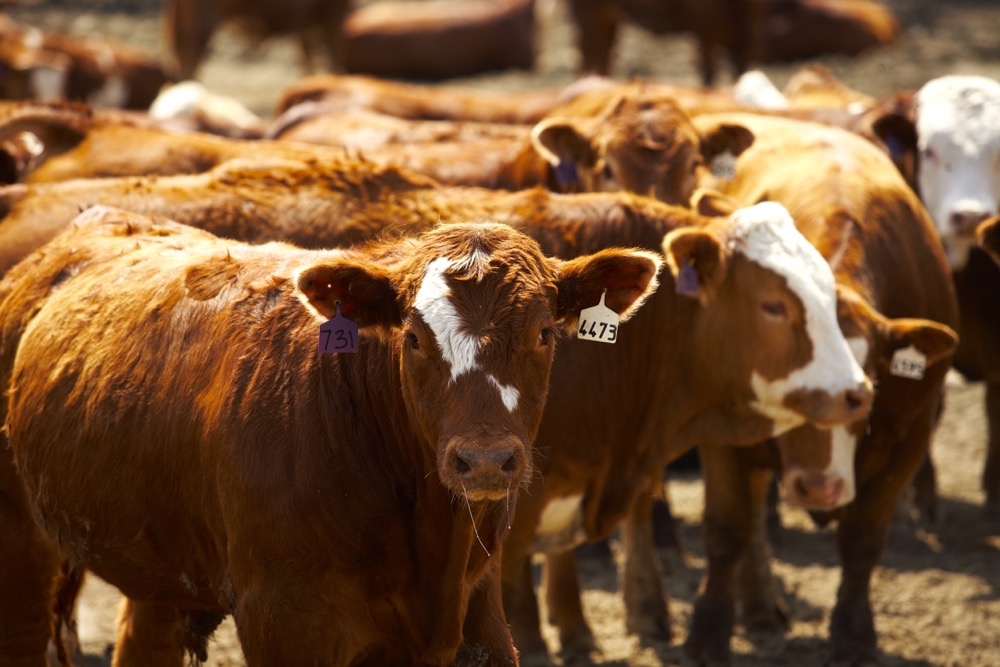 Compared to last week, calves under 550 pounds were up $6 to $8 on average.  Photo: Canada Beef Inc.
