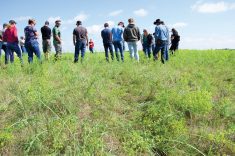 A section of pasture shows evidence of careful grazing around leafy spurge stems.