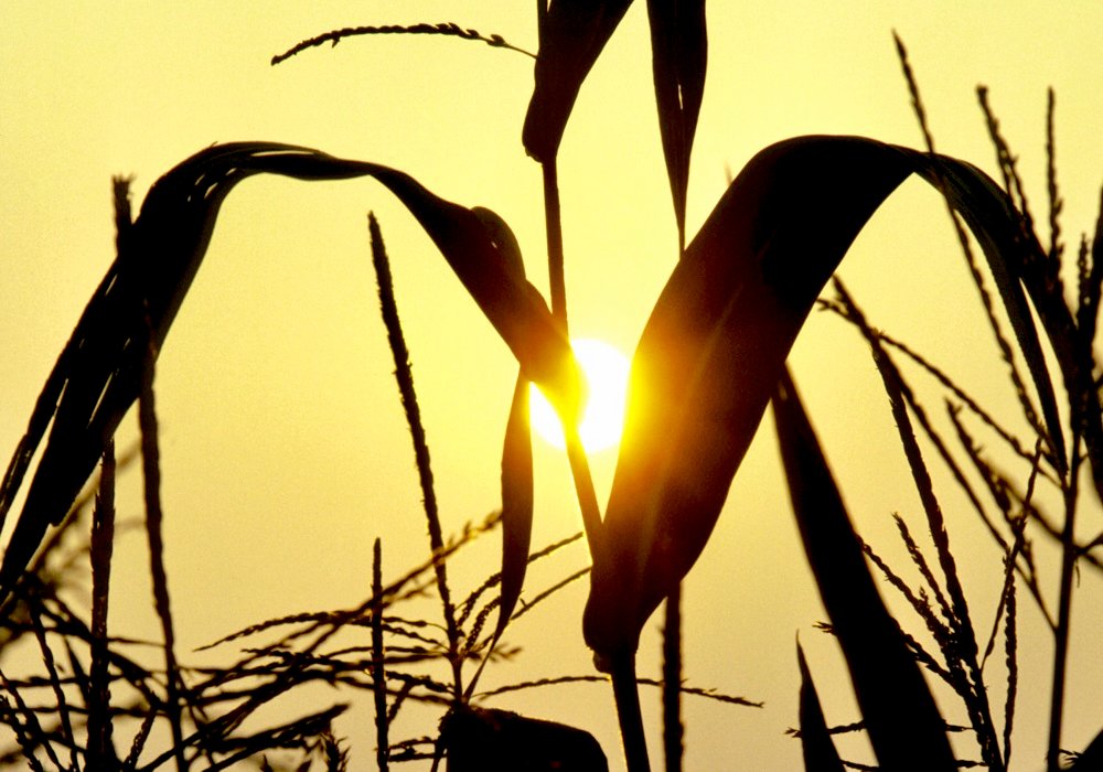 Hot weather in the Plains and Midwest regions of the United States is affecting crop conditions, but how much of an effect it will have on yields come harvest time is unknown.  Photo: Thinkstock
