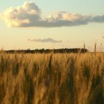 Canadian barley market outlook